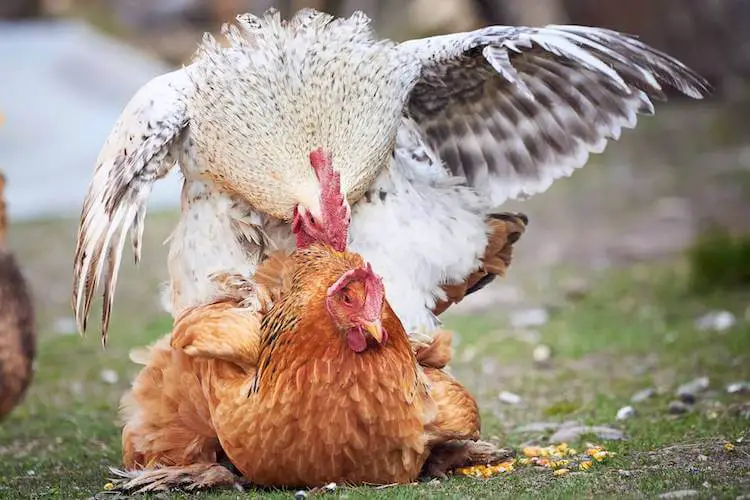 apareamiento de pollos