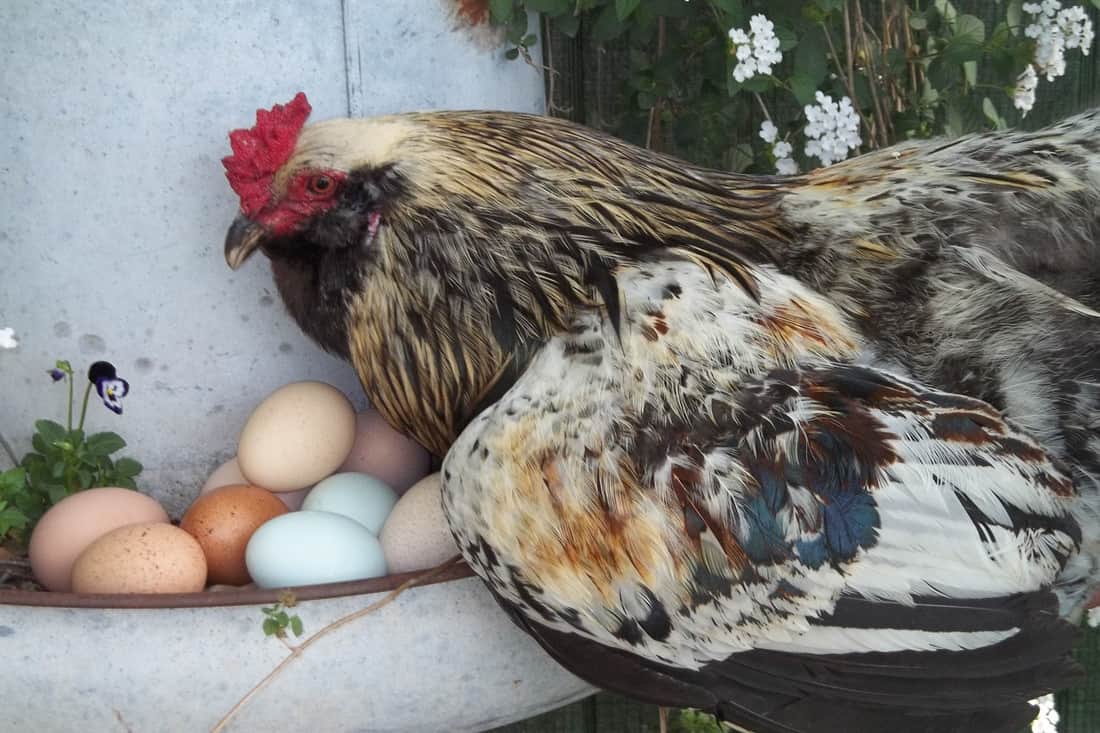 los gallos ponen huevos