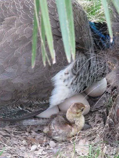 huevos de pava