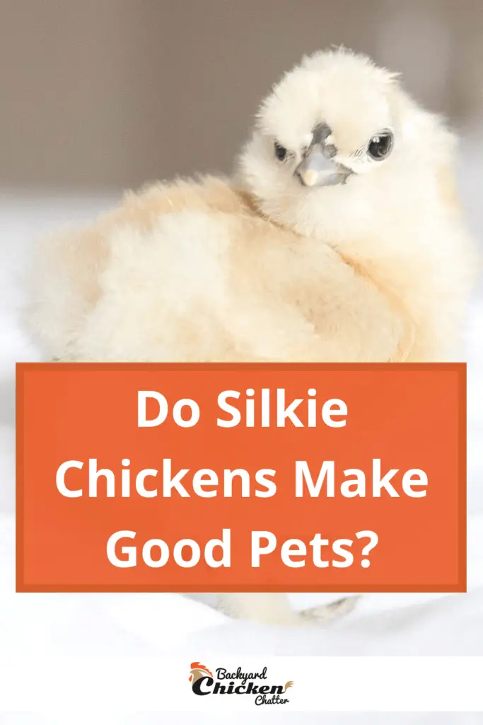 ¿Los pollos Silkie son buenas mascotas?