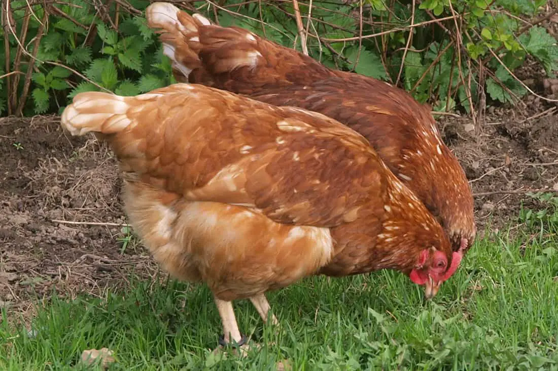 las gallinas comen garrapatas