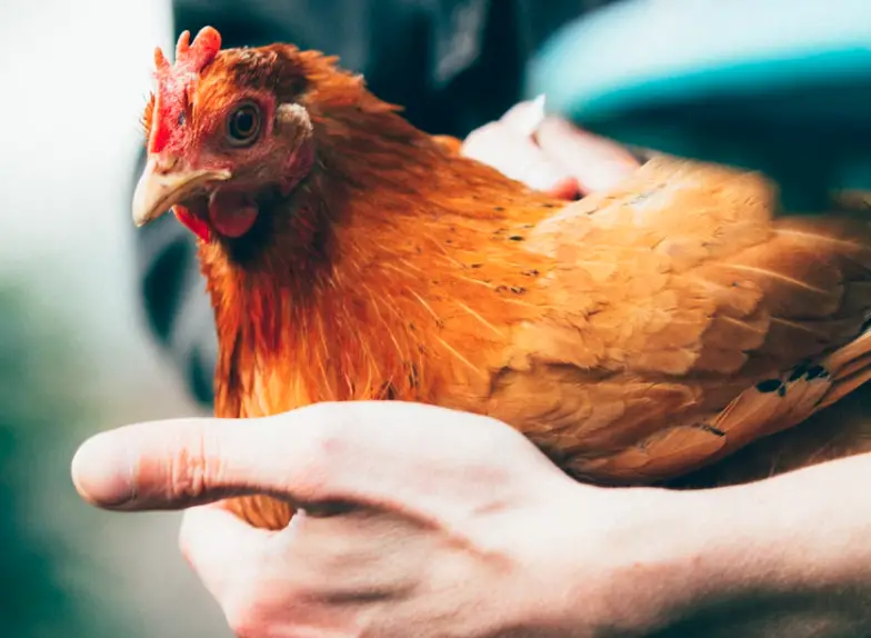 ¿Debe vacunar a las gallinas de traspatio?