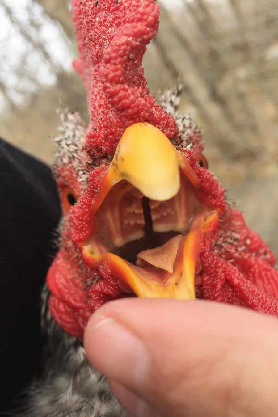 apariencia de una lengua de pollo