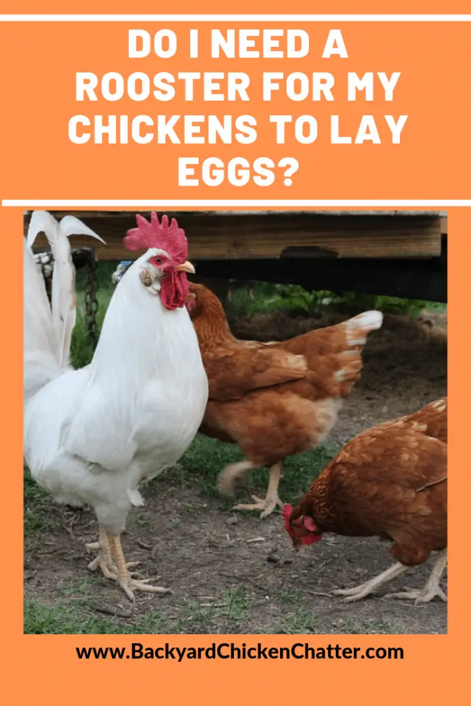 ¿Necesito un gallo para que mis gallinas pongan huevos?_