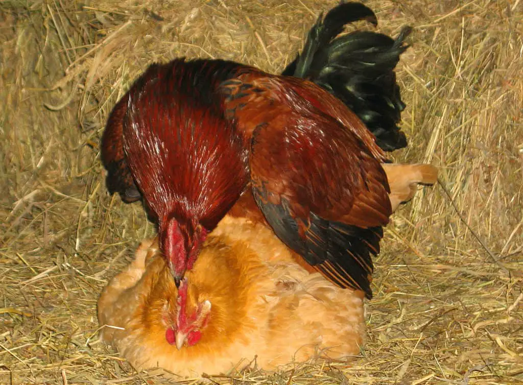 pollos y gallo