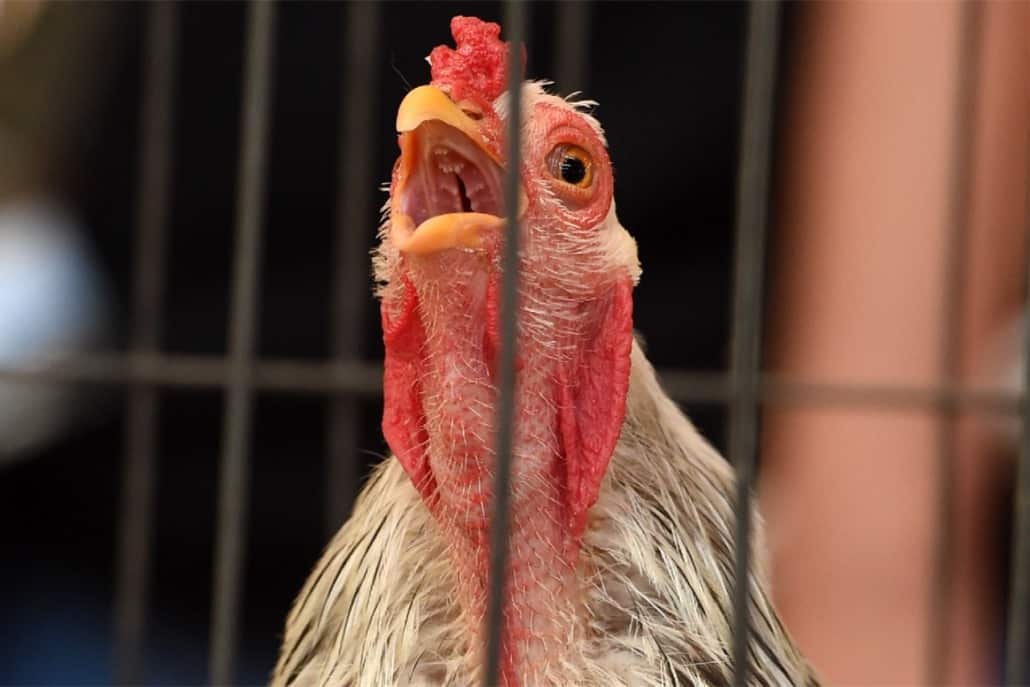 gallina cantando