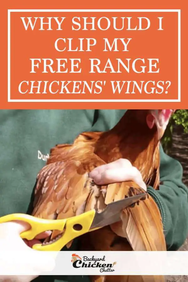 ¿Por qué debo cortar las alitas de mis pollos criados en libertad?