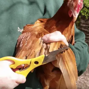 ¿Por qué debería cortar el ala de mi pollo?