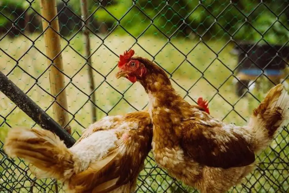 ¿Es normal que las gallinas coman plumas?