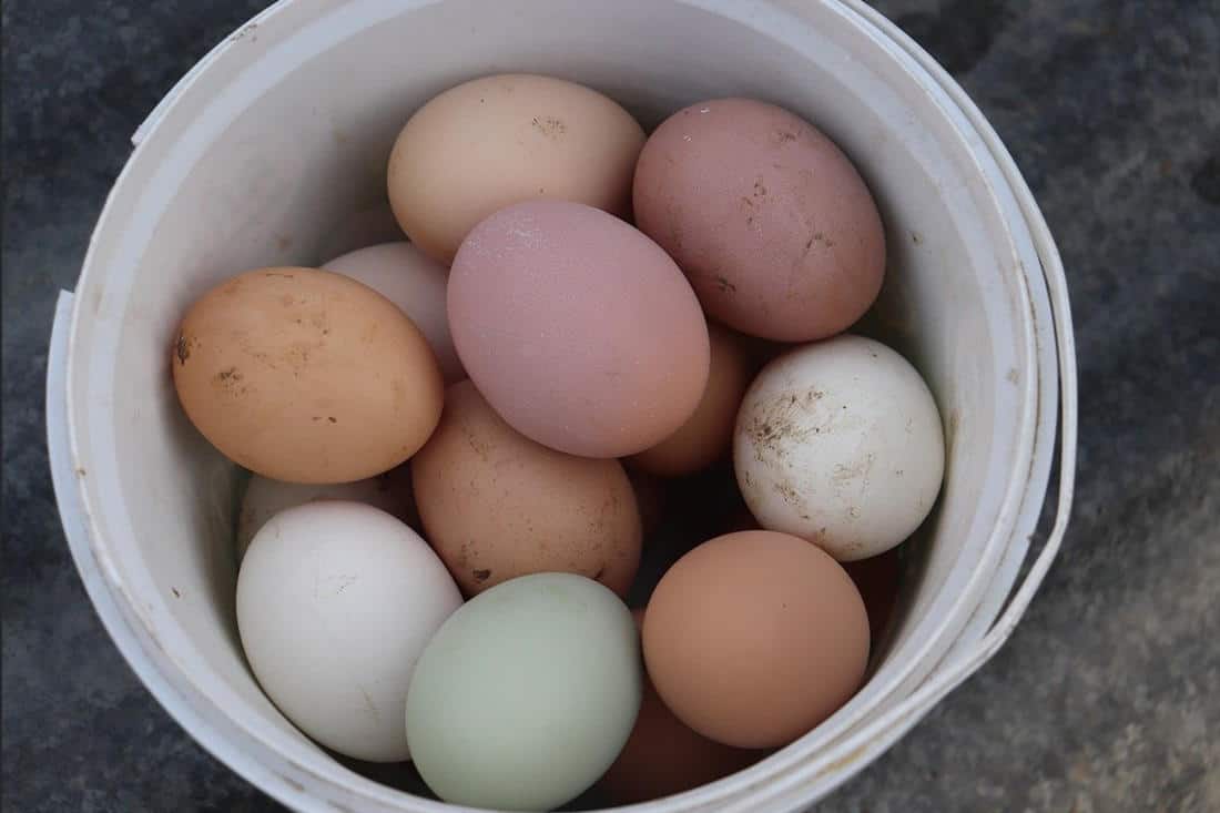 Las gallinas ponen huevos de diferentes colores