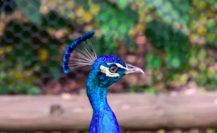 ¿Cómo se ve el sonido del graznido de un pavo real?