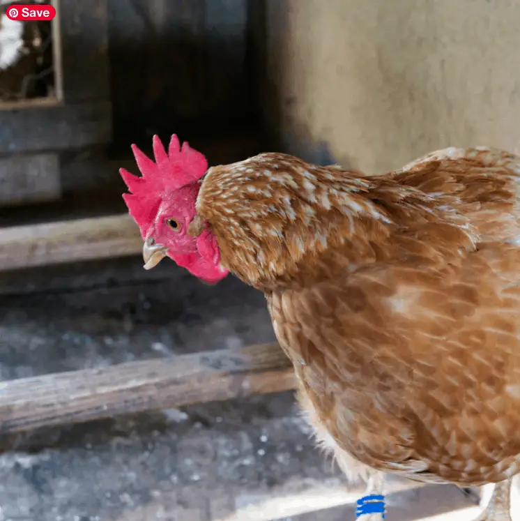 ¿Por qué las gallinas necesitan un gallinero?