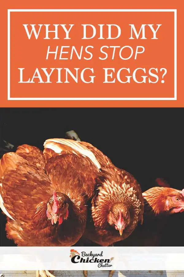 ¿Por qué mis gallinas dejaron de poner huevos?