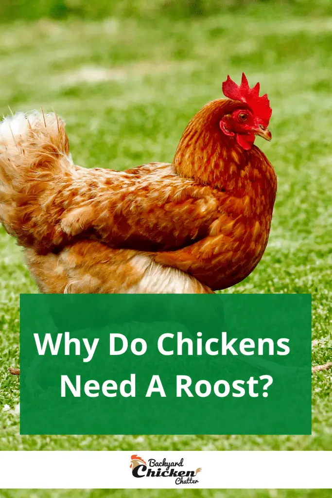 ¿Por qué mis pollos hacen caca en sus nidos?
