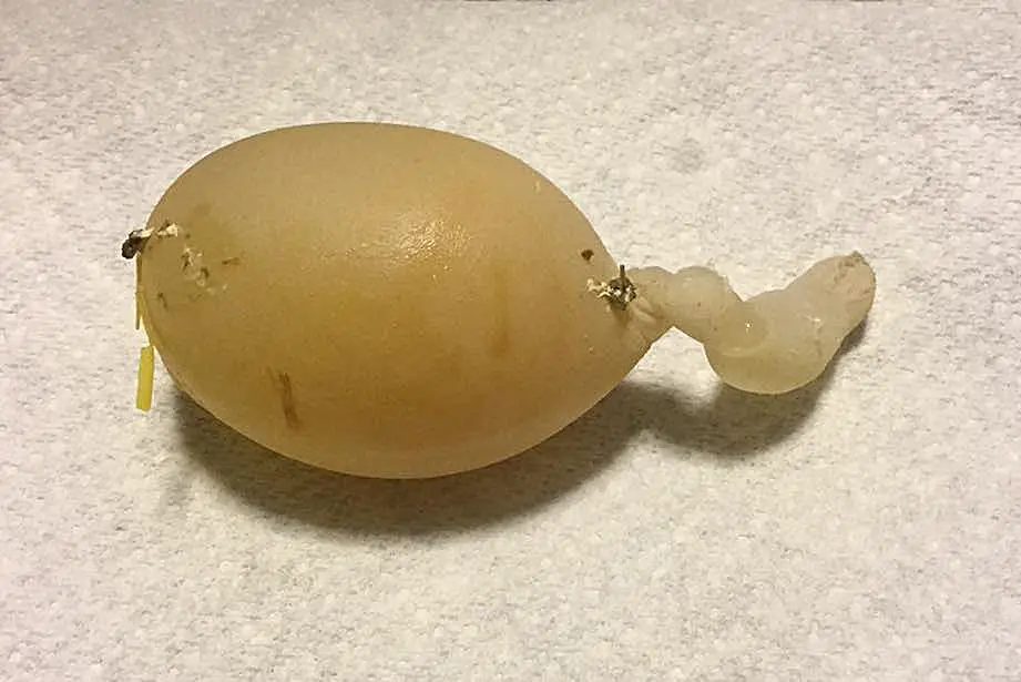 gallina poniendo huevo blando