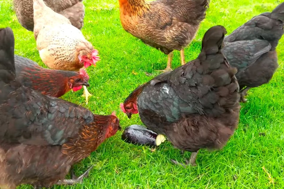las gallinas pueden comer berenjena