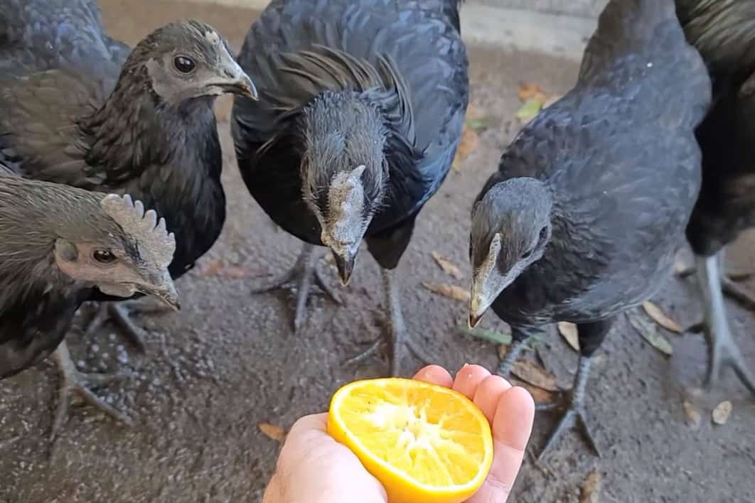 las gallinas comen naranjas