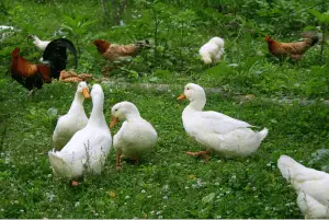 ¿Pueden los patos coexistir con los pollos?
