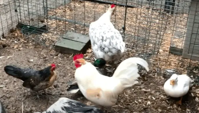 ¿Pueden las gallinas convivir con los patos?