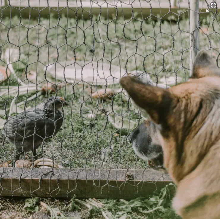 ¿Pueden los perros convivir con las gallinas?