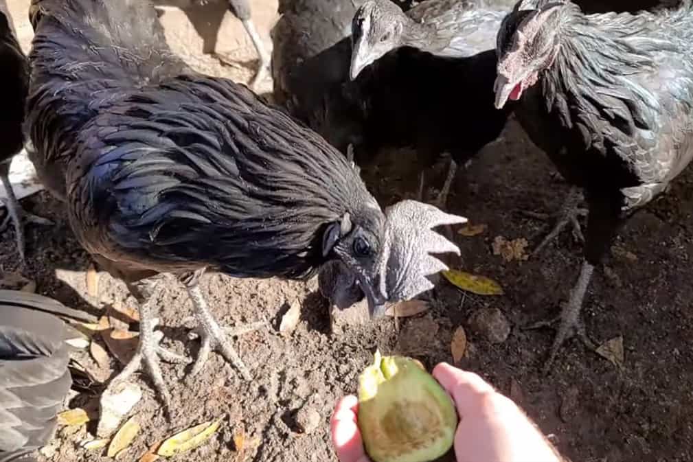 las gallinas pueden comer aguacate
