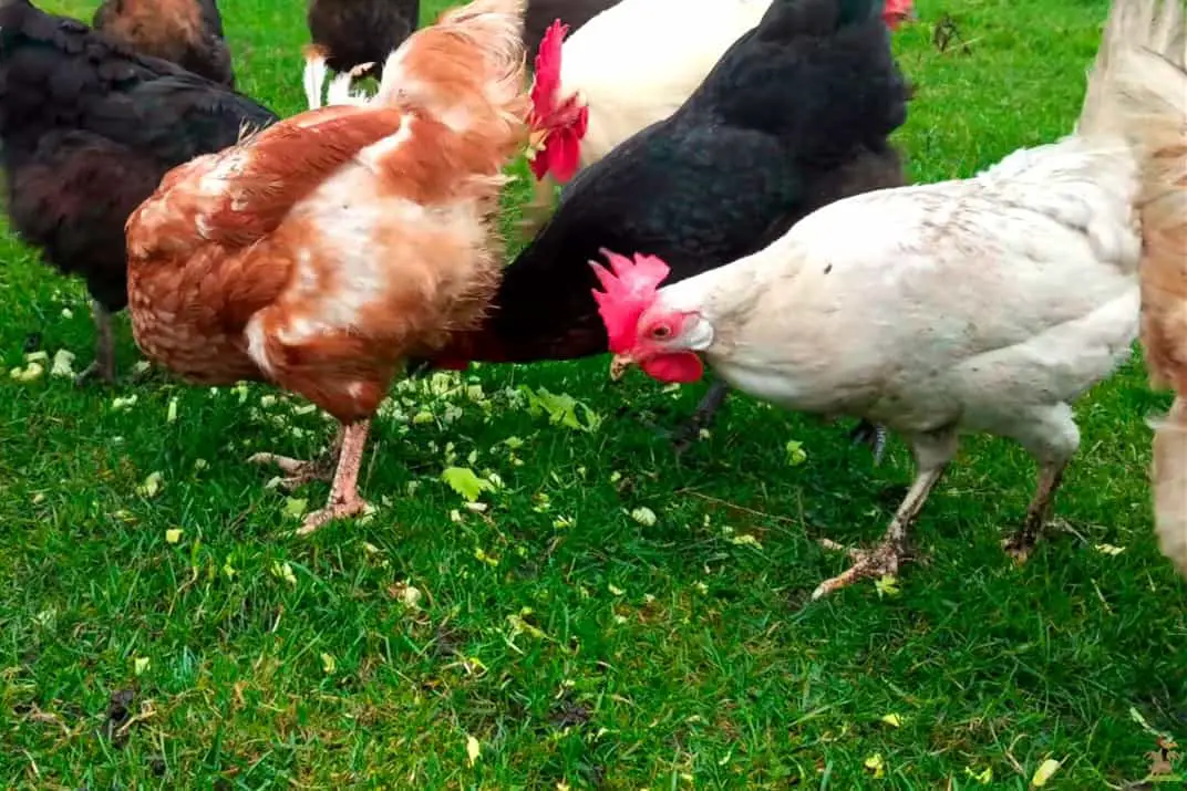 ¿Pueden los pollos comer apio?