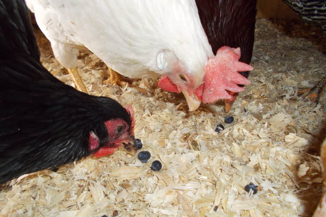 las gallinas comen arándanos