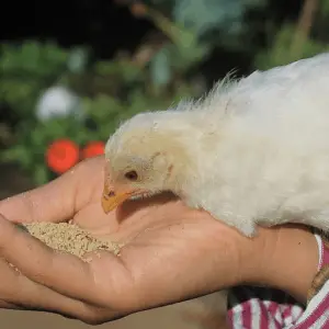 ¿Puedes alimentar a los pollos con arroz salvaje?