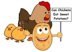 Lata-pollos-comer-batatas-