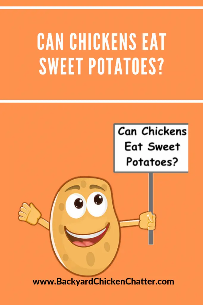 ¿Pueden los pollos comer batatas?