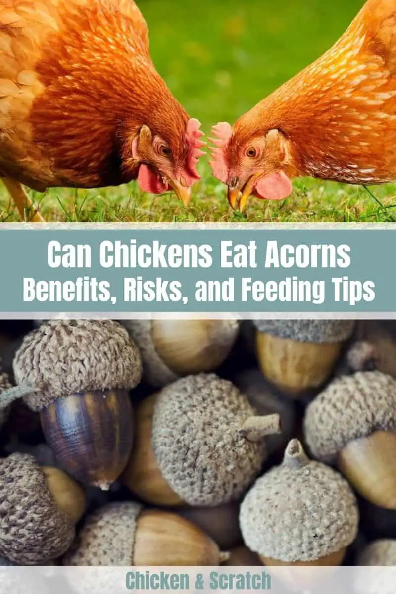 ¿Pueden los pollos comer bellotas?