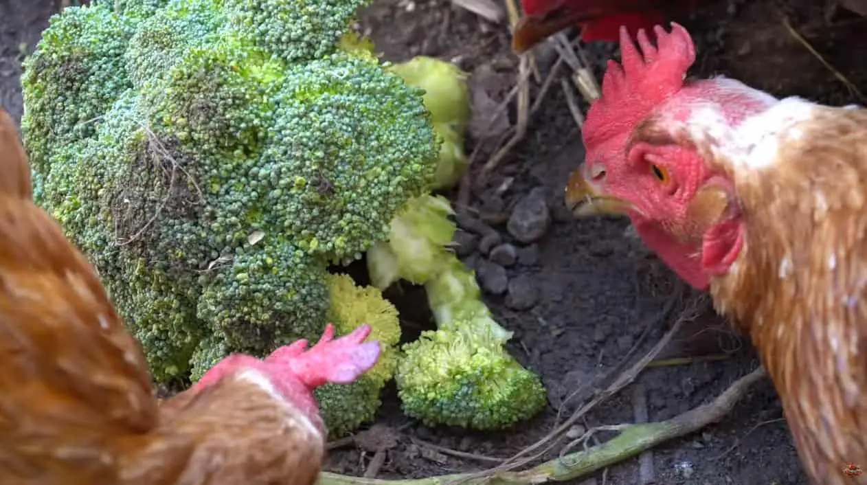 las gallinas comen brócoli