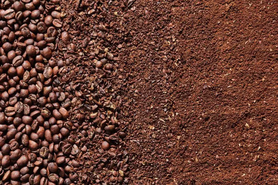 las gallinas comen cafe molido