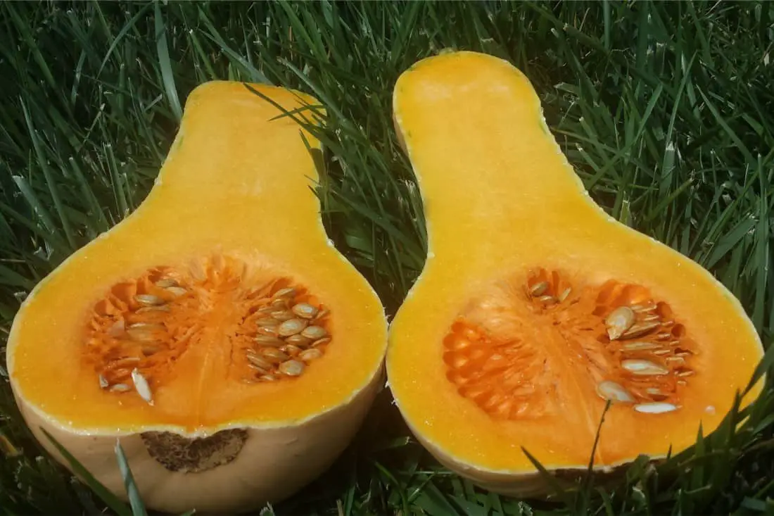 calabaza moscada