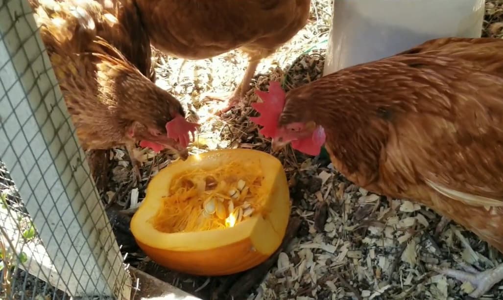 ¿Pueden los pollos comer calabaza cruda?