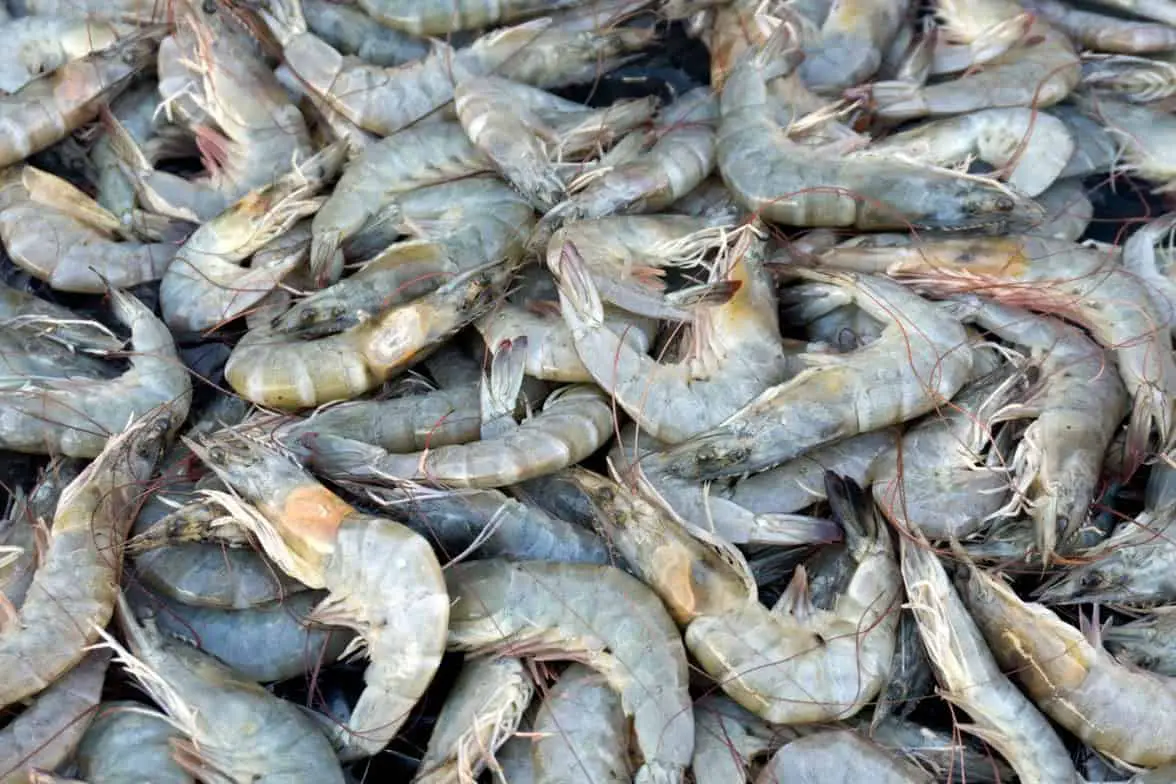 ¿las gallinas pueden comer colas de camarones?