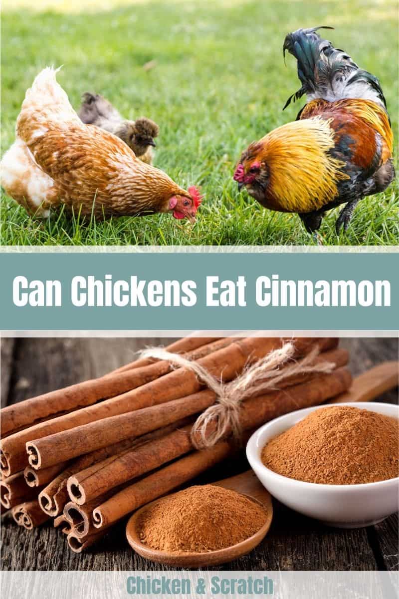 ¿Puede el pollo comer canela?