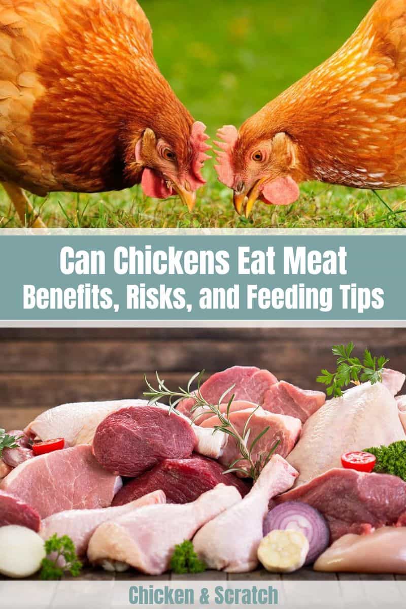 el pollo puede comer carne