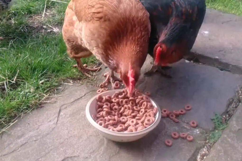 ¿Pueden los pollos tener Cheerios?