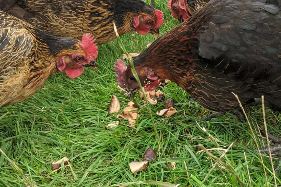 las gallinas comen champiñones