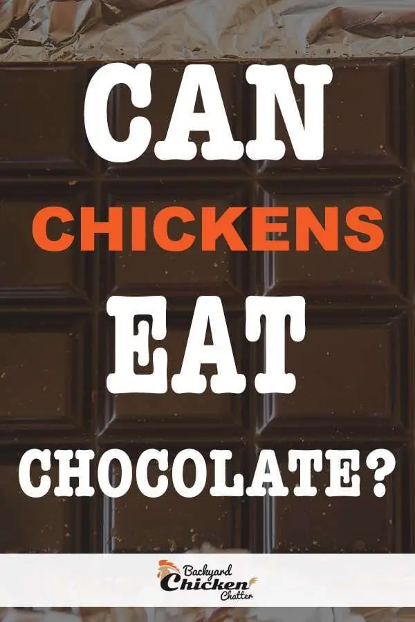 ¿Pueden los pollos comer chocolate?