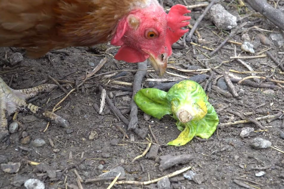 ¿Pueden los pollos comer coles de Bruselas crudas?
