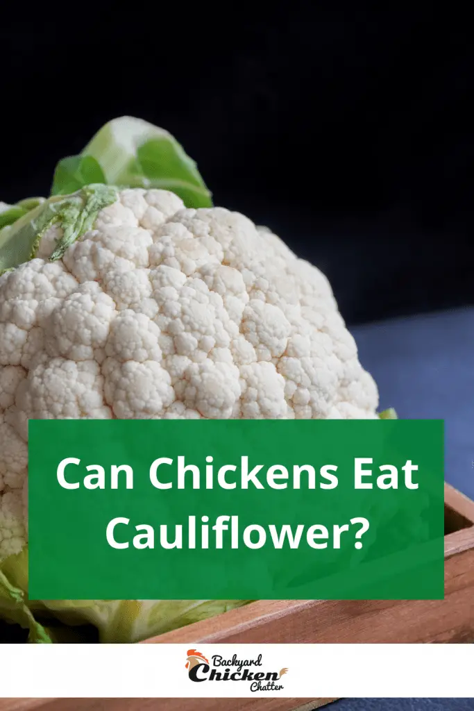 ¿Pueden los pollos comer coliflor?