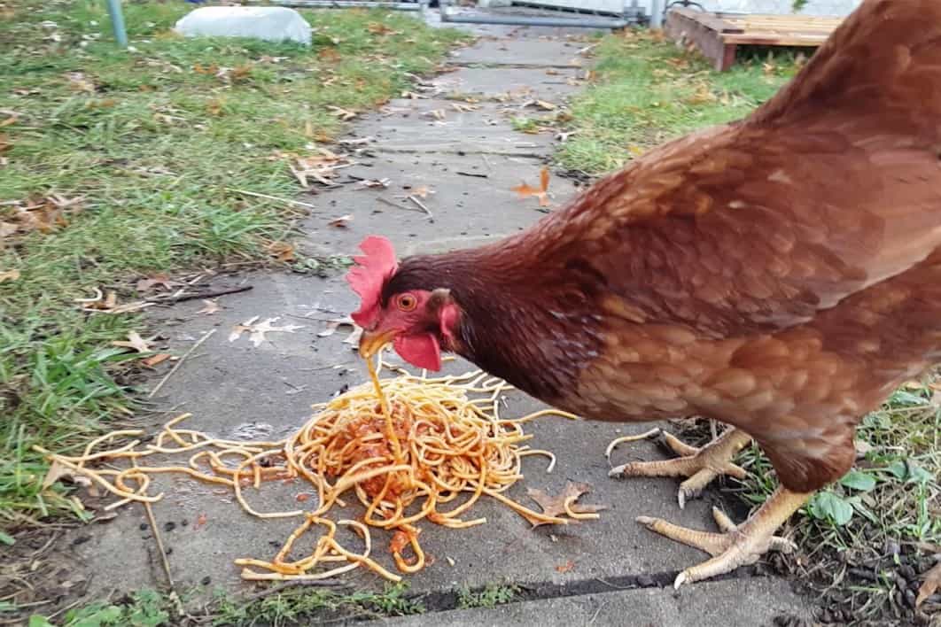 las gallinas pueden comer espagueti