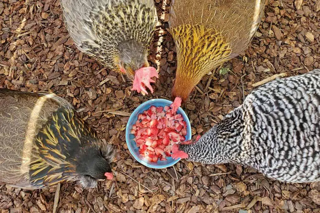 las gallinas comen fresas