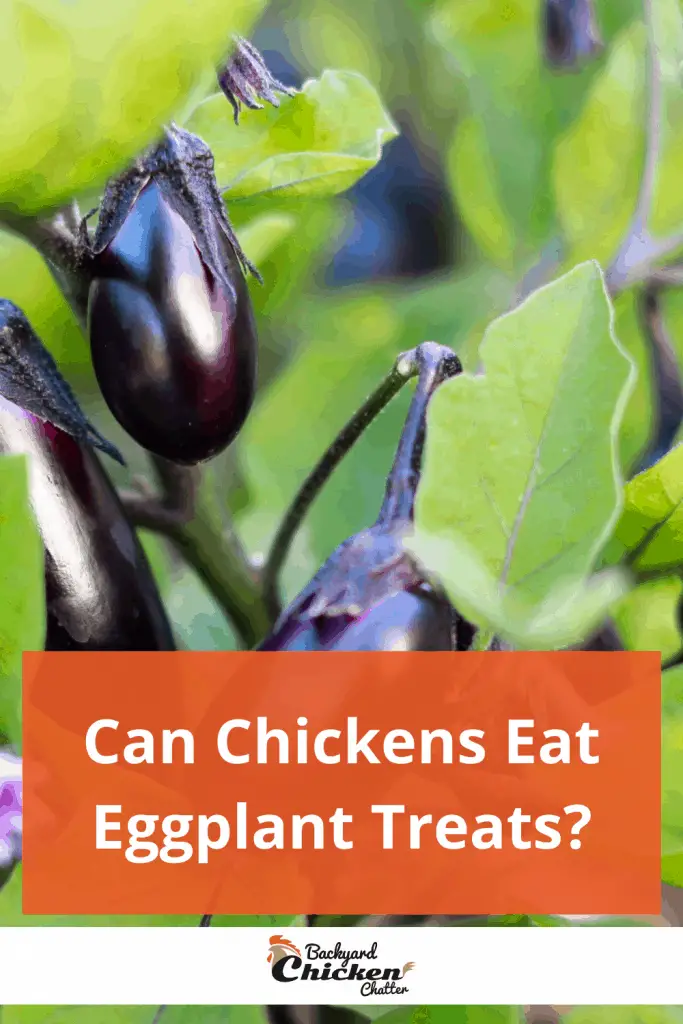 ¿Pueden los pollos comer golosinas de berenjena?