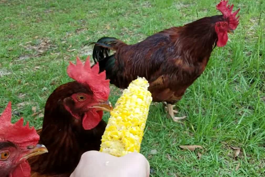maíz y pollos
