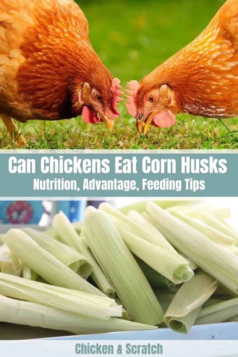 ¿Pueden los pollos comer hojas de maíz?