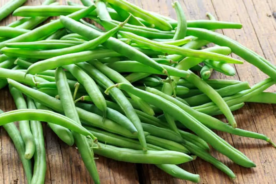 ¿Pueden los pollos comer judías verdes crudas?