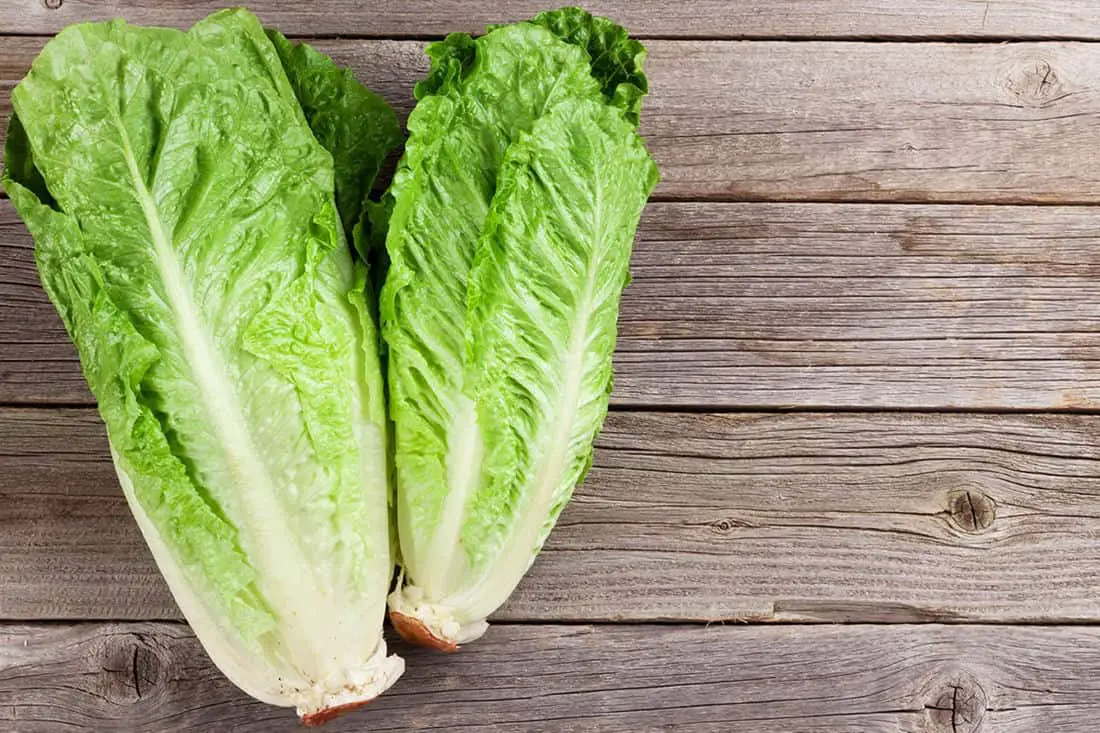 las gallinas comen lechuga